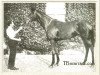 Pferd Phalaris xx (Englisches Vollblut, 1913, von Polymelus xx)