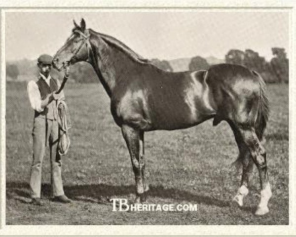 stallion Saraband xx (Thoroughbred, 1883, from Muncaster xx)