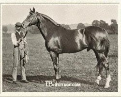 stallion Saraband xx (Thoroughbred, 1883, from Muncaster xx)