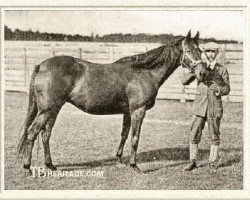 broodmare Festa xx (Thoroughbred, 1893, from Saint Simon xx)