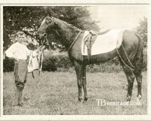 stallion Ard Patrick xx (Thoroughbred, 1899, from St. Florian II xx)