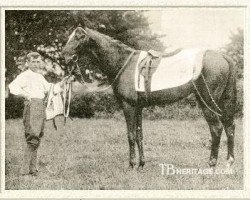 stallion Ard Patrick xx (Thoroughbred, 1899, from St. Florian II xx)