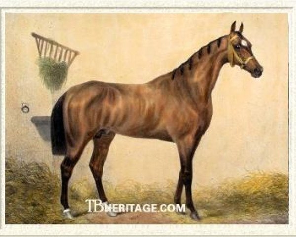 stallion St. Giles xx (Thoroughbred, 1854, from Womersley xx)