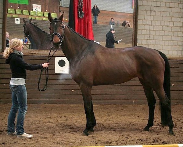 Pferd Bambolina (Oldenburger, 2002, von Harmony's Baroncelli)