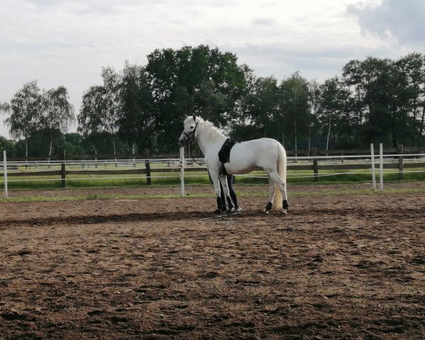 horse Roxa (Cruzado-Espanol,  )