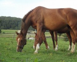 broodmare Atlanta (Westphalian, 2001, from Arpeggio)