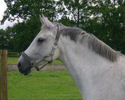 broodmare Olivia IX (Holsteiner, 1999, from Cassini II)