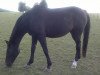 horse Manjana 73 (German Warmblood, 1995, from Murphy Him Self)