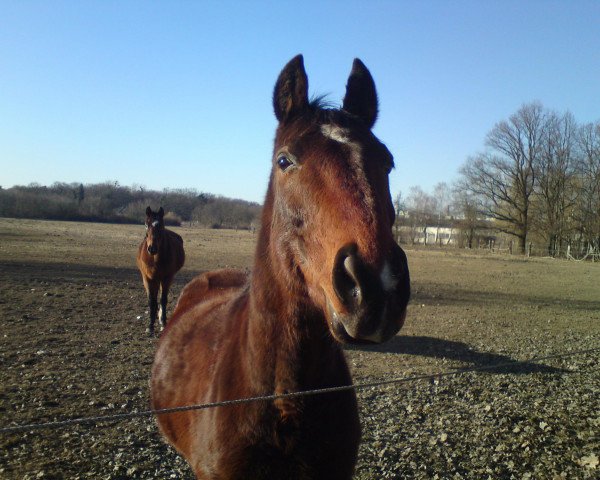 horse Filou (Saxony-Anhaltiner, 1997, from Fontainebleau)