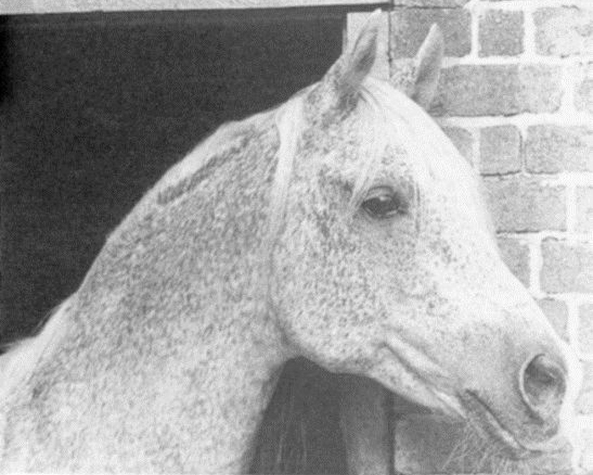 stallion Argos 1957 ox (Arabian purebred, 1957, from Nabor 1950 ox)