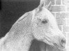 stallion Argos 1957 ox (Arabian thoroughbred, 1957, from Nabor 1950 ox)
