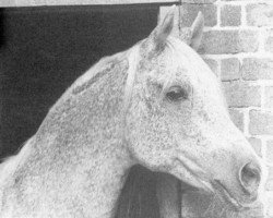 stallion Argos 1957 ox (Arabian thoroughbred, 1957, from Nabor 1950 ox)