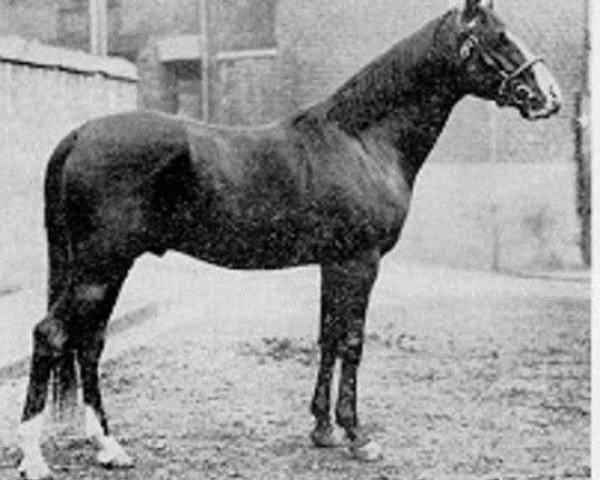 stallion Nuri Sherif EAO (Arabian thoroughbred, 1920, from Nureddin II 1911 ox)