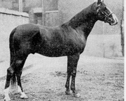 stallion Nuri Sherif EAO (Arabian thoroughbred, 1920, from Nureddin II 1911 ox)