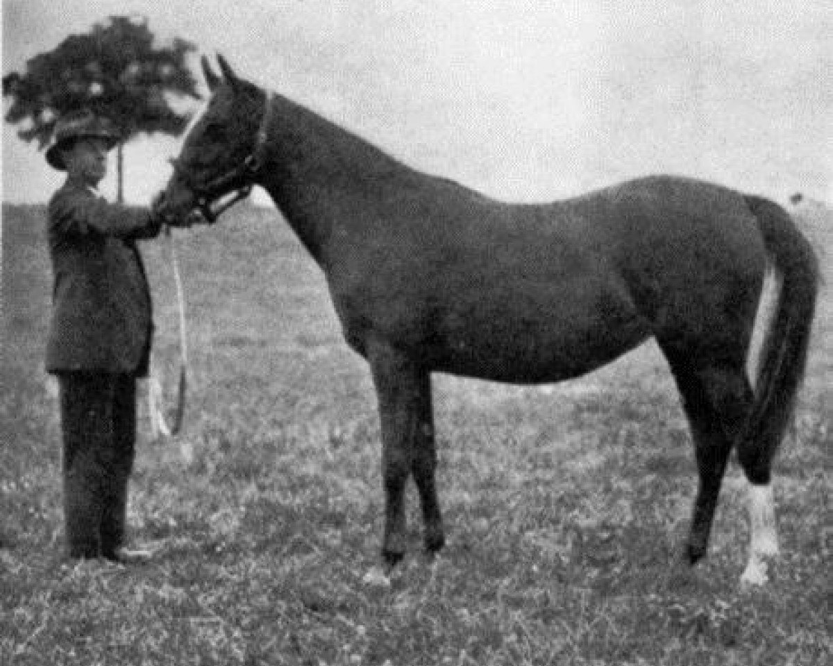 broodmare Nurschida EAO (Arabian purebred, 1930, from Nuri Sherif EAO)