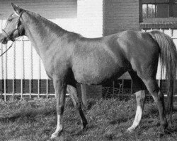 broodmare Sulka 1934 ox (Arabian thoroughbred, 1934, from Naseem 1922 ox)