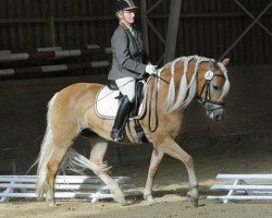 broodmare Modena 34 (Haflinger, 2005, from Ammersee)