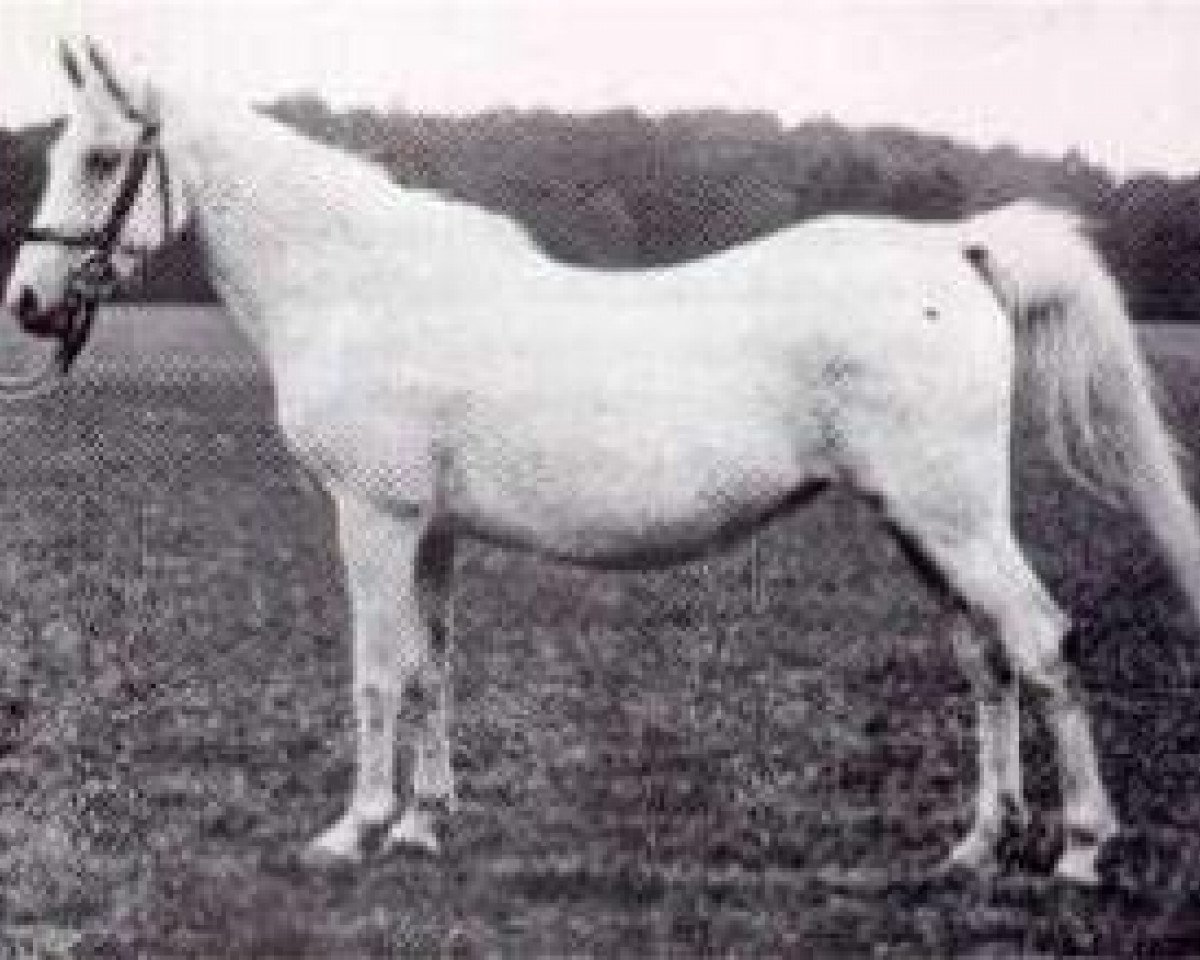 broodmare Selma II 1894 ox (Arabian purebred, 1894, from Ahmar 1890 ox)