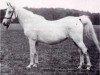 broodmare Selma II 1894 ox (Arabian thoroughbred, 1894, from Ahmar 1890 ox)