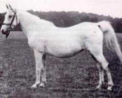 broodmare Selma II 1894 ox (Arabian thoroughbred, 1894, from Ahmar 1890 ox)