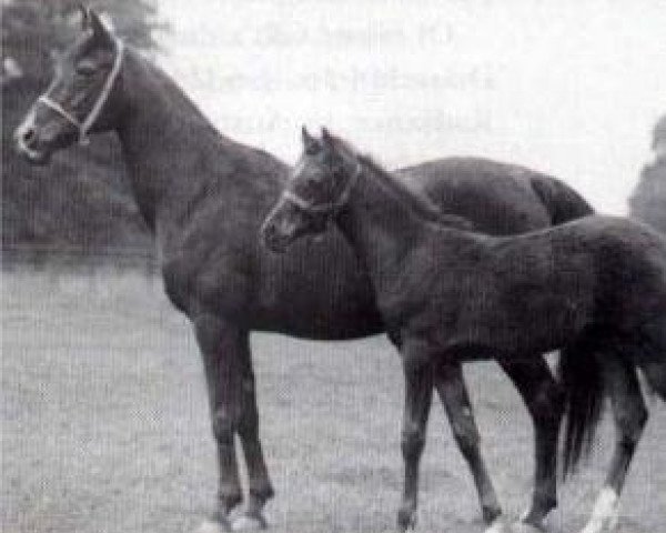 Zuchtstute Selima 1908 ox (Vollblutaraber, 1908, von Astraled 1900 ox)