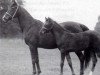broodmare Selima 1908 ox (Arabian thoroughbred, 1908, from Astraled 1900 ox)