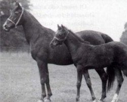 broodmare Selima 1908 ox (Arabian thoroughbred, 1908, from Astraled 1900 ox)