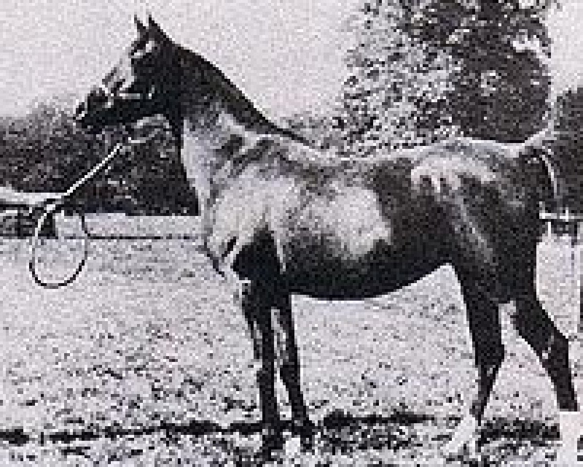 broodmare Star of the Hills 1927 ox (Arabian purebred, 1927, from Raswan 1921 ox)