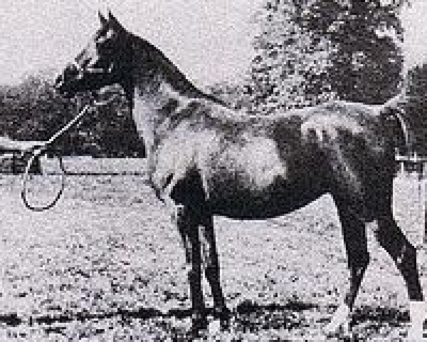 broodmare Star of the Hills 1927 ox (Arabian thoroughbred, 1927, from Raswan 1921 ox)