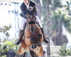 jumper Gyanolga (KWPN (Royal Dutch Sporthorse), 2011, from Toulon)