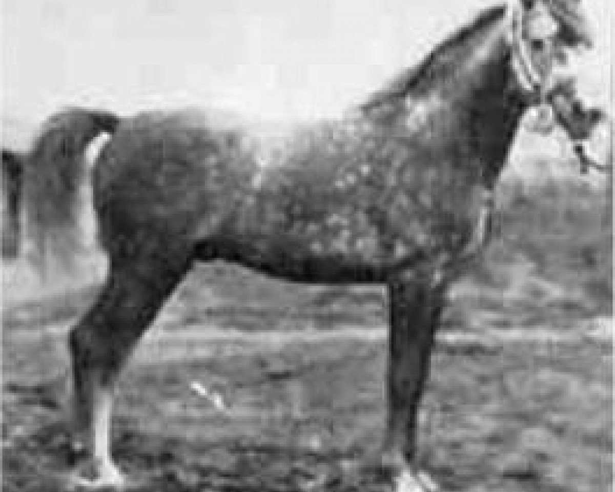 stallion Raswan 1921 ox (Arabian purebred, 1921, from Skowronek 1909 ox)