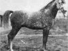 stallion Raswan 1921 ox (Arabian thoroughbred, 1921, from Skowronek 1909 ox)