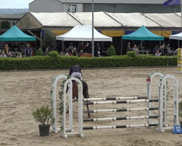 Reitturnier Bornheim-Widdig 2022
