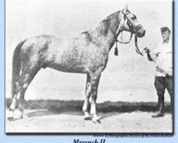 stallion Mersuch II 1927 ox (Arabian thoroughbred, 1927, from Mersuch I 1904 ox)