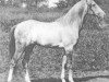 stallion Mersuch 1898 DB (Arabian thoroughbred, 1898, from Desert arabian)