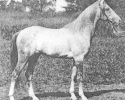 Deckhengst Mersuch 1898 DB (Vollblutaraber, 1898, von Desert arabian)