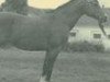 broodmare Brda ox (Arabian thoroughbred, 1934, from Mersuch II 1927 ox)