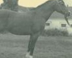 broodmare Brda ox (Arabian thoroughbred, 1934, from Mersuch II 1927 ox)