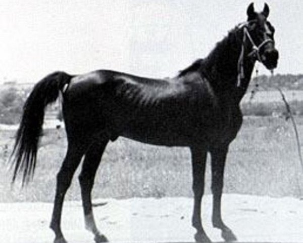 stallion Nejran 1891 ox (Arabian thoroughbred, 1891, from Azrek 1881 DB)