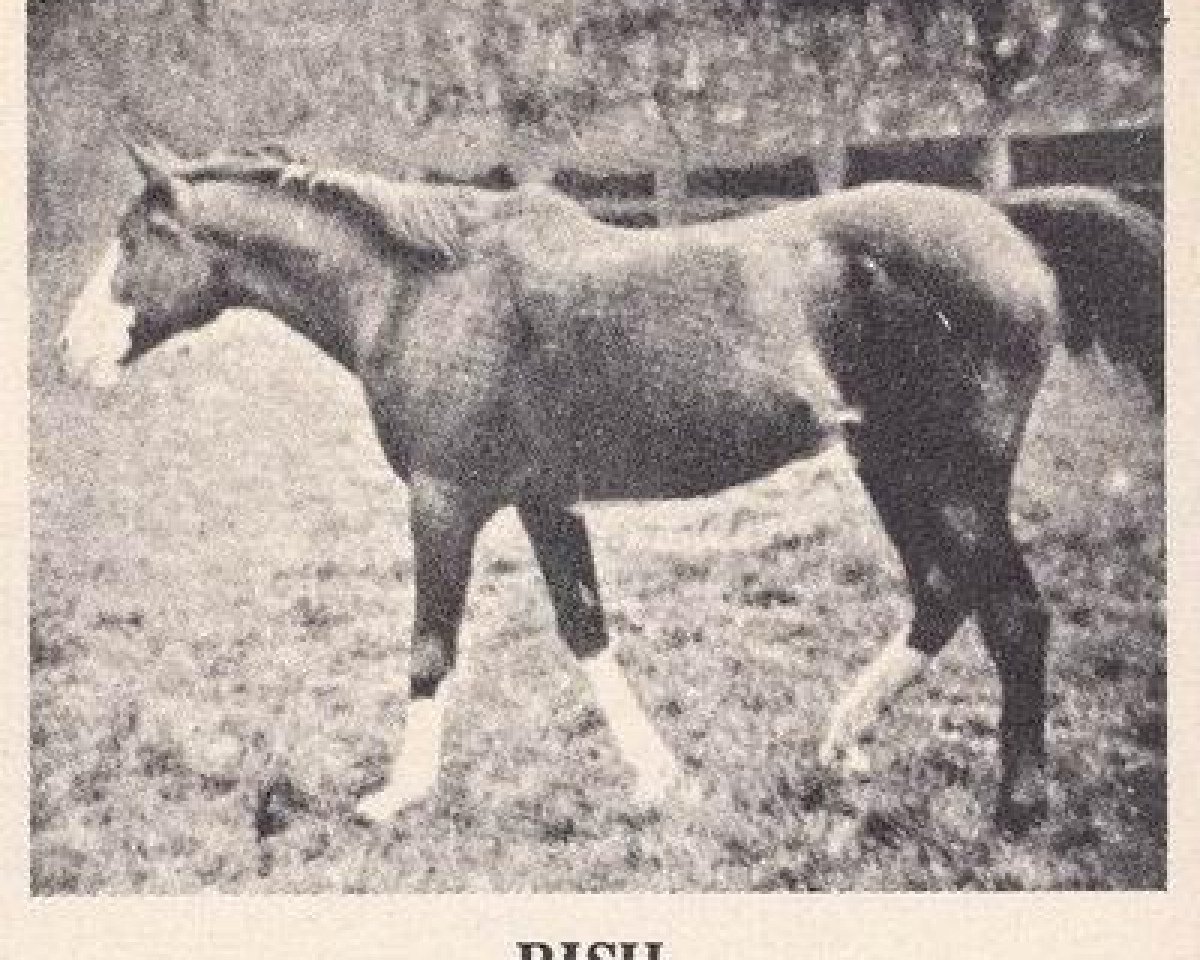 broodmare Rish 1903 ox (Arabian purebred, 1903, from Nejran 1891 ox)