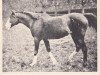 Zuchtstute Rish 1903 ox (Vollblutaraber, 1903, von Nejran 1891 ox)