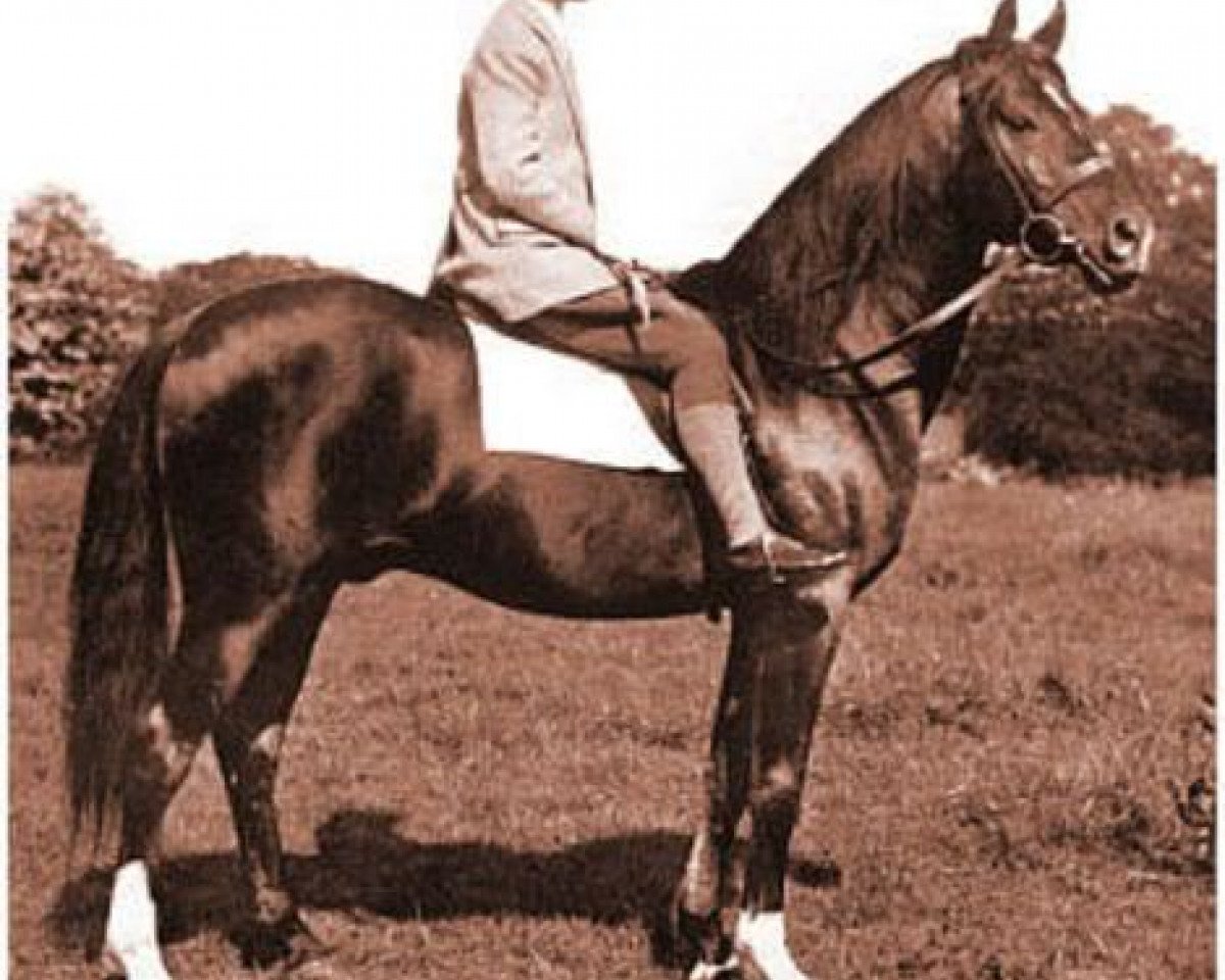 Deckhengst Radi 1925 ox (Vollblutaraber, 1925, von Rishan 1922 ox)