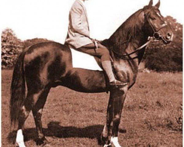 stallion Radi 1925 ox (Arabian thoroughbred, 1925, from Rishan 1922 ox)