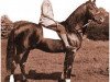stallion Radi 1925 ox (Arabian thoroughbred, 1925, from Rishan 1922 ox)