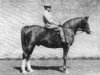 stallion Bright Shadow 1948 ox (Arabian thoroughbred, 1948, from Radi 1925 ox)