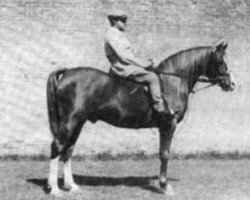 stallion Bright Shadow 1948 ox (Arabian thoroughbred, 1948, from Radi 1925 ox)