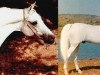 stallion Nabor 1950 ox (Arabian thoroughbred, 1950, from Negatiw 1945 ox)