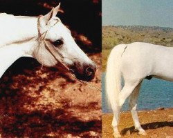 stallion Nabor 1950 ox (Arabian thoroughbred, 1950, from Negatiw 1945 ox)