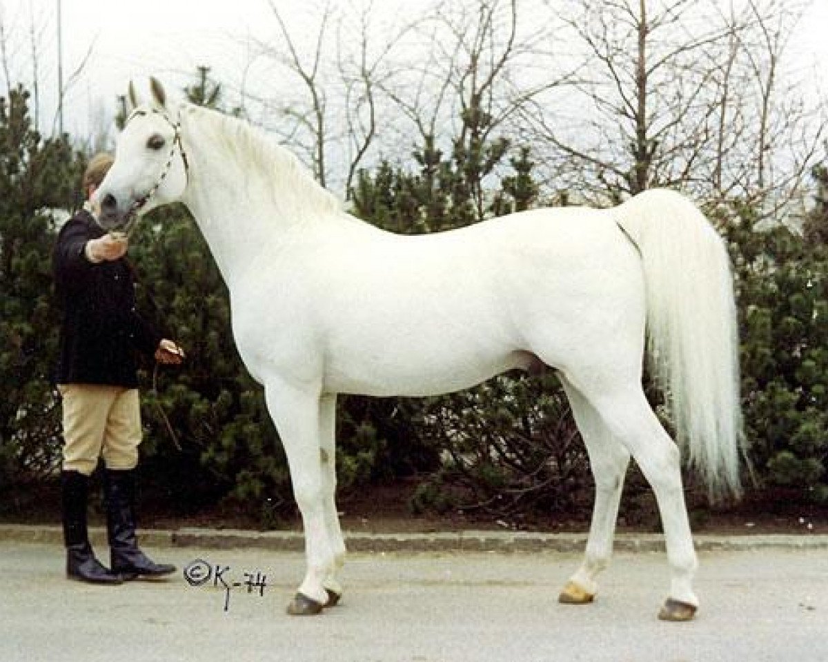 stallion Dardir 1959 ox (Arabian purebred, 1959, from Nabor 1950 ox)