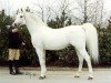 stallion Dardir 1959 ox (Arabian thoroughbred, 1959, from Nabor 1950 ox)